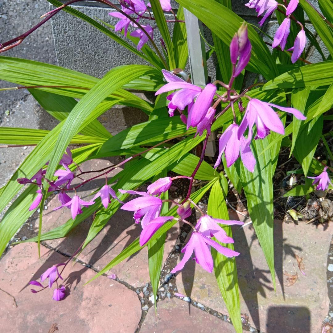紫蘭ページ Amazon｜紫蘭10株（花無し）｜観葉植物 オンライン通販